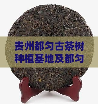 贵州都匀古茶树