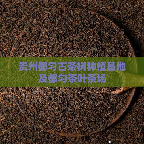 贵州都匀古茶树