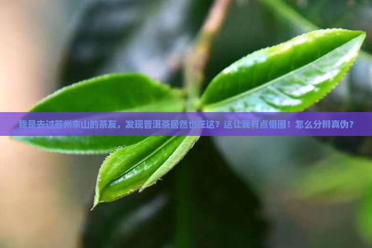 苏州东山普洱茶产地