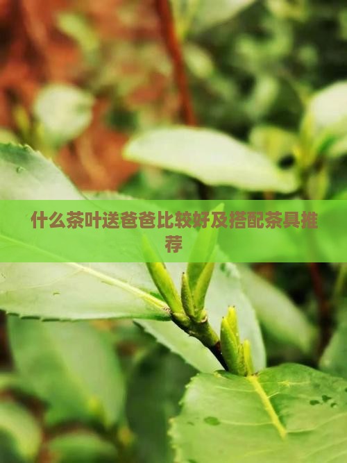 什么茶叶送爸爸比较好