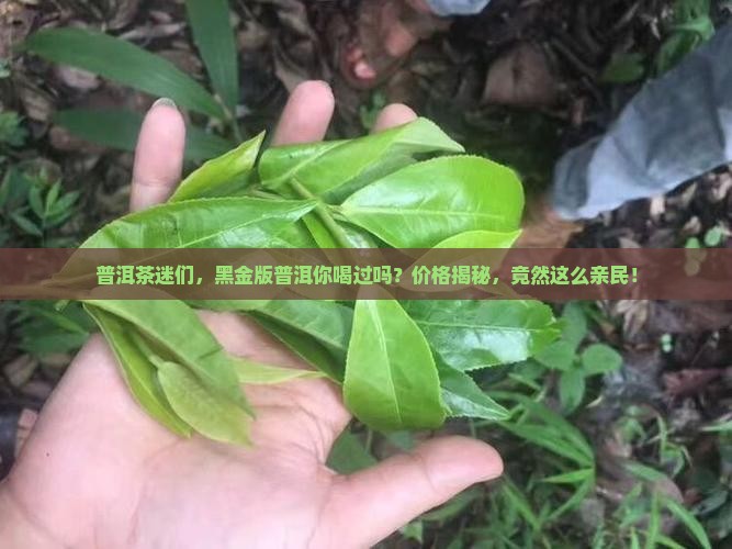 黑茶普洱茶黑金普洱茶的价格