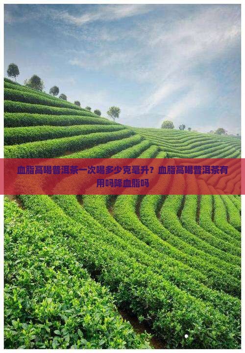 血脂高喝普洱茶一次喝多少