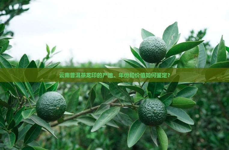 云南普洱茶龙印