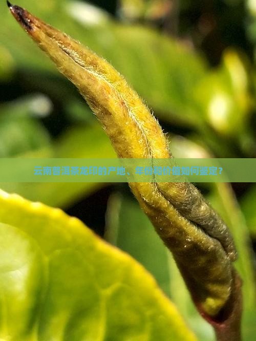 云南普洱茶龙印