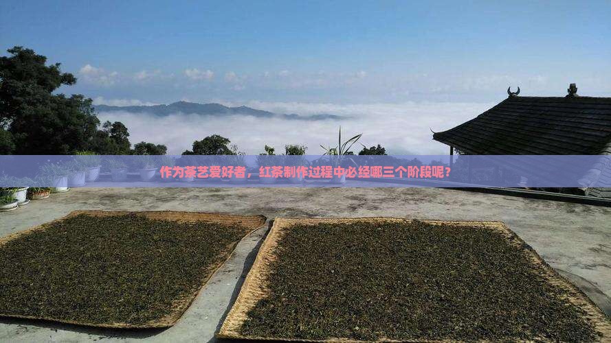 红茶加工工艺分为哪三个步骤