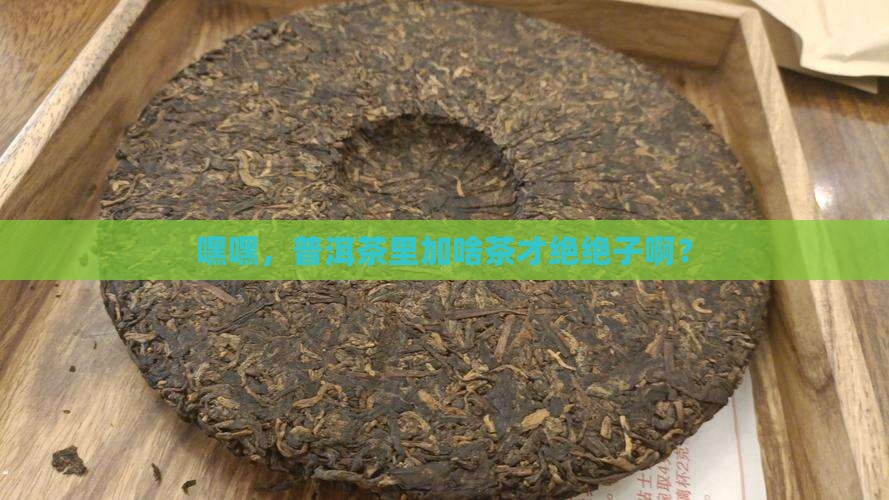 普洱茶里面放什么茶好呢