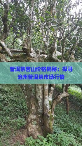 沧州茗山普洱茶价格