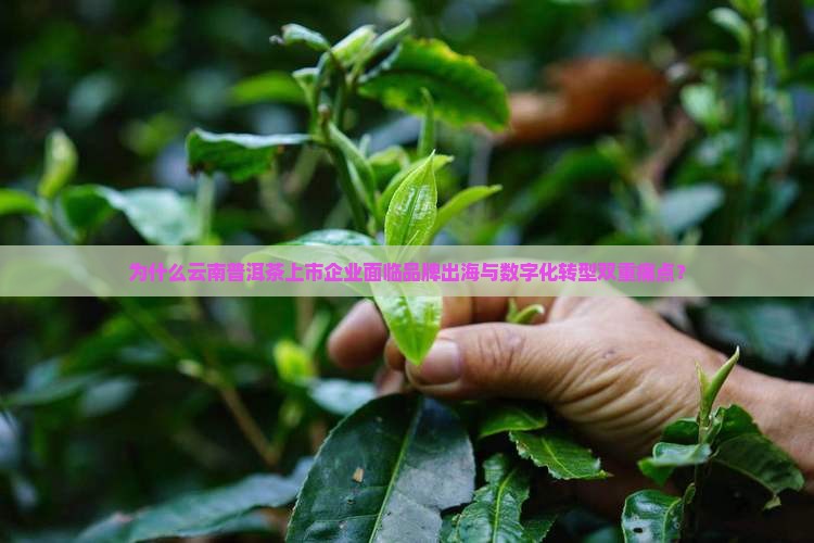 云南普洱茶上市企业