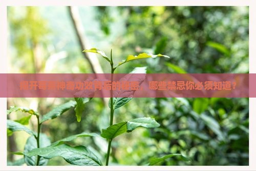 喝莓茶的功效与禁忌 喝莓茶的功效与禁忌
