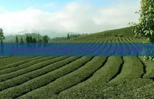 勐库乔韵普洱茶