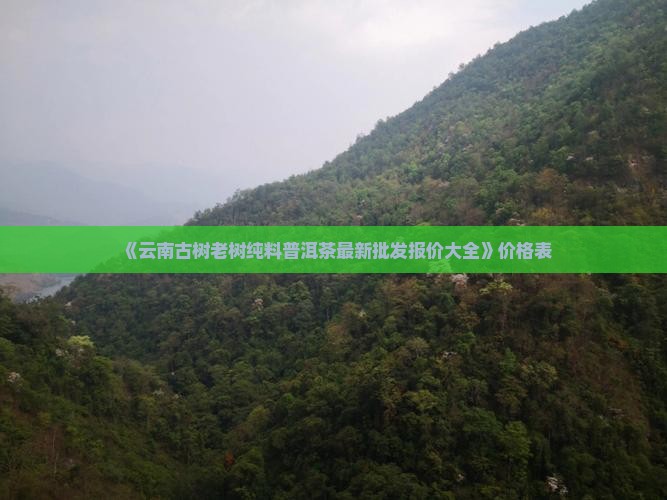 老树纯料普洱茶价格表