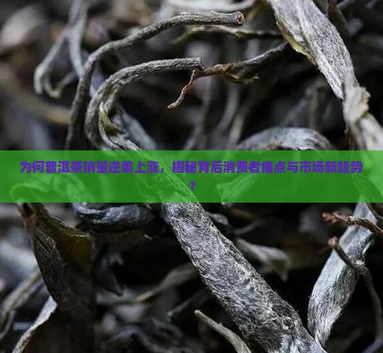 普洱茶销量上升