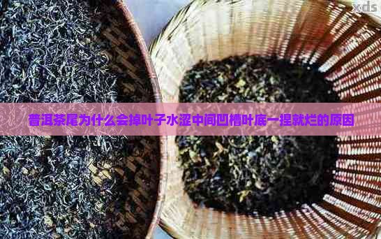 普洱茶尾为什么会掉