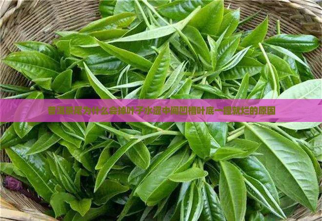 普洱茶尾为什么会掉
