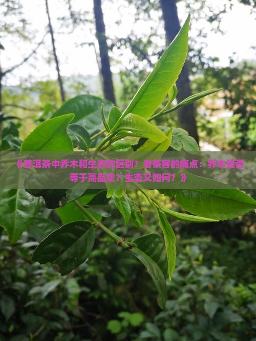 普洱茶中乔木和生态的区别