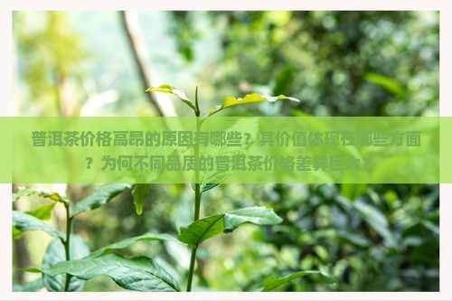 普洱茶为什么价格那么高
