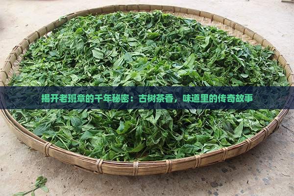 老班章名山古茶