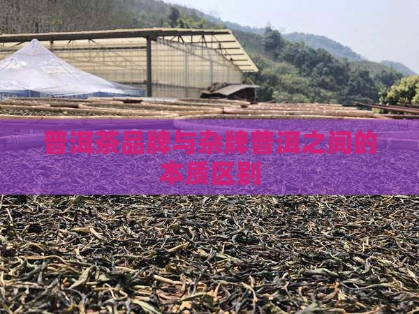 大品牌普洱茶和杂牌的区别