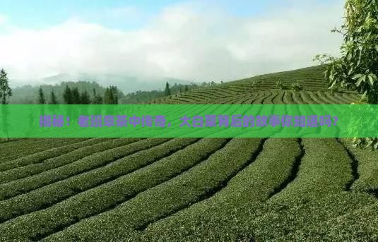 老班章茶王大白菜