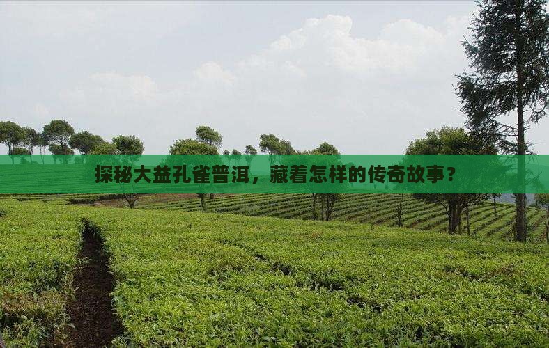 普洱茶大益孔雀