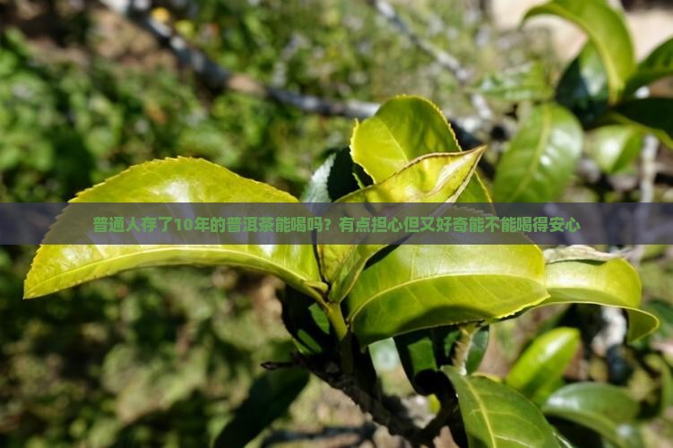 普洱茶叶放了10年还能喝吗 普洱茶叶放了10年还能喝吗