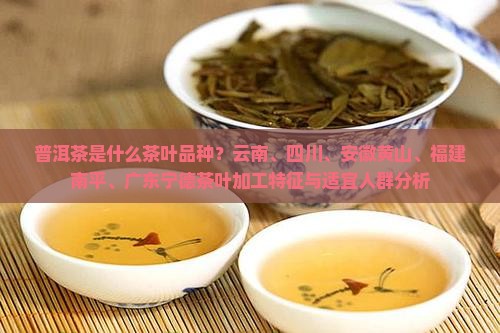 普洱茶是用什么品种茶叶做