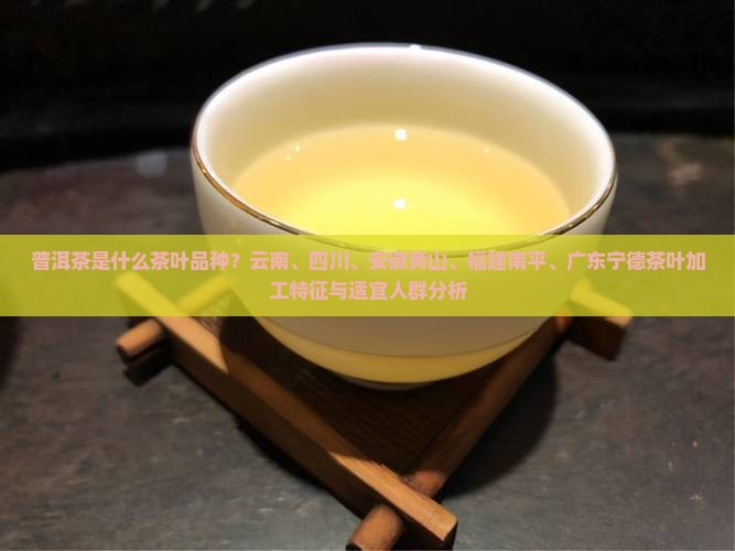 普洱茶是用什么品种茶叶做