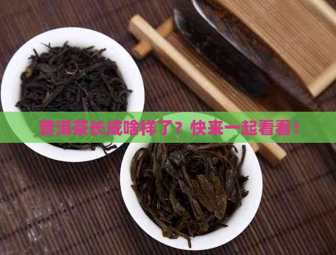 普洱茶长的好吗