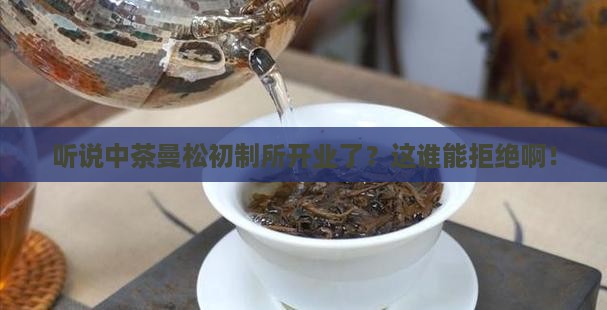中茶曼松初制所