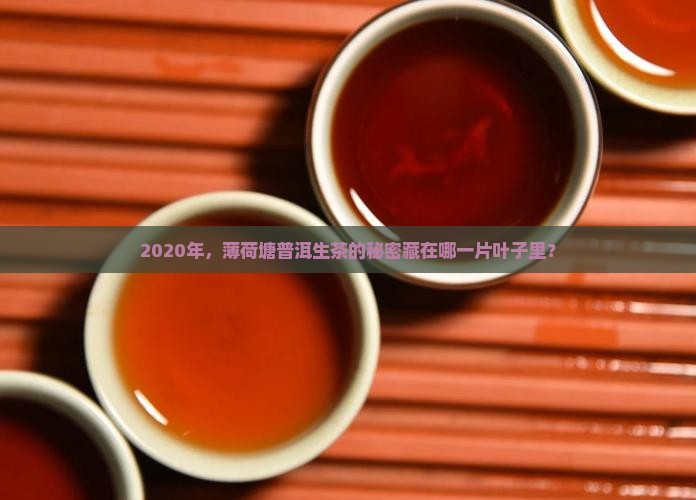 薄荷塘普洱茶生茶二零二零