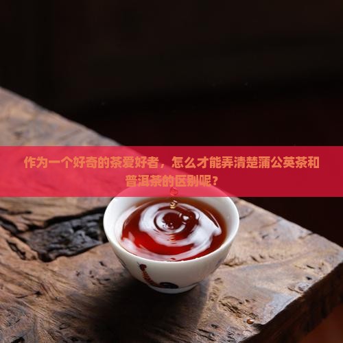 蒲公英茶是普洱茶吗