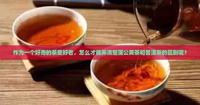蒲公英茶是普洱茶吗