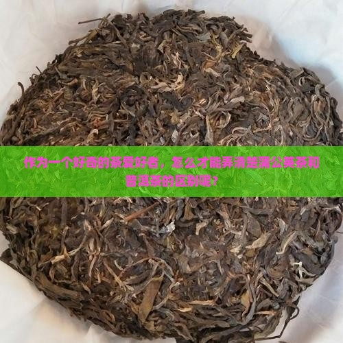 蒲公英茶是普洱茶吗