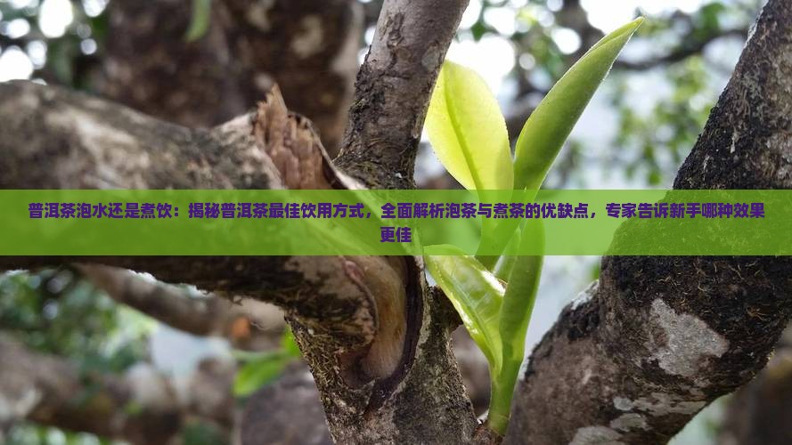 普洱茶泡好还是煮