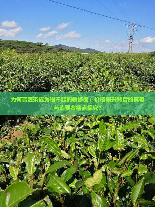 喝不起的普洱茶
