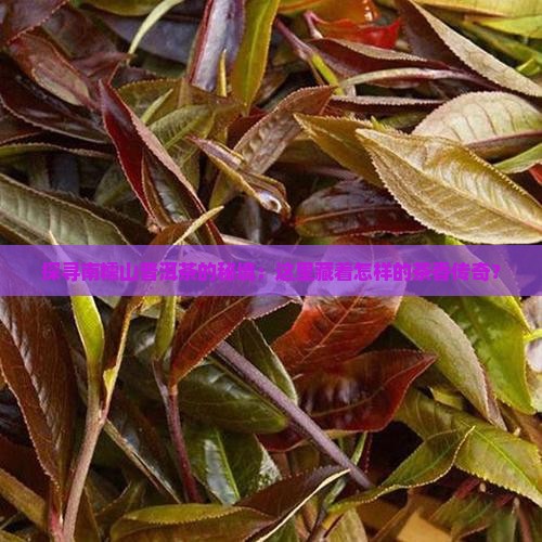 南糯山普洱茶地点