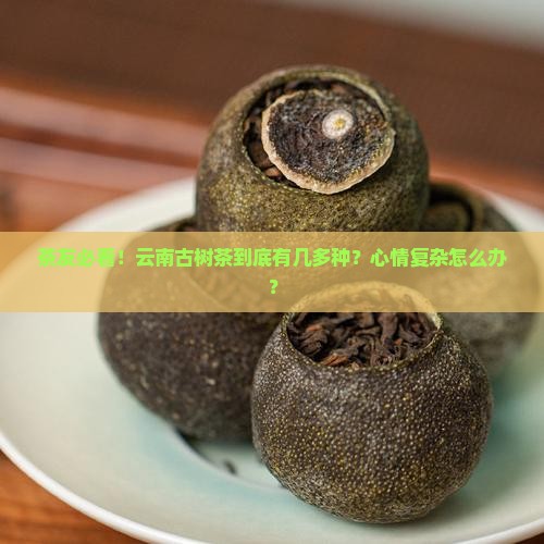 云南古树茶概况