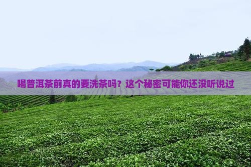 喝普洱茶也要洗吗