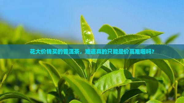 几万一斤的普洱茶也好难喝