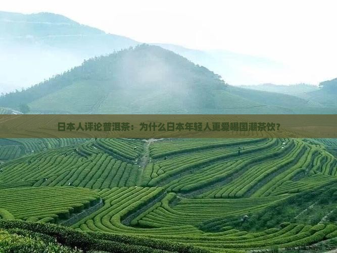 日本人评论普洱茶