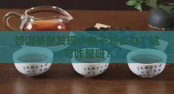 普洱茶里有什么虫子好治