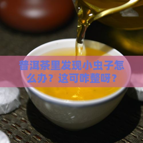 普洱茶里有什么虫子好治