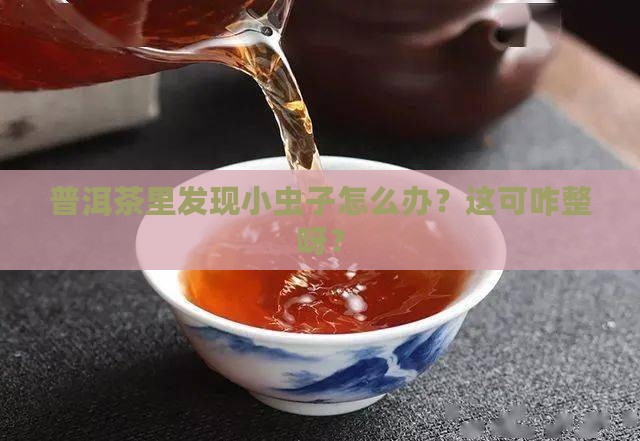 普洱茶里有什么虫子好治