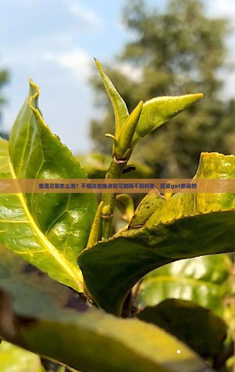 普洱沱茶怎么泡