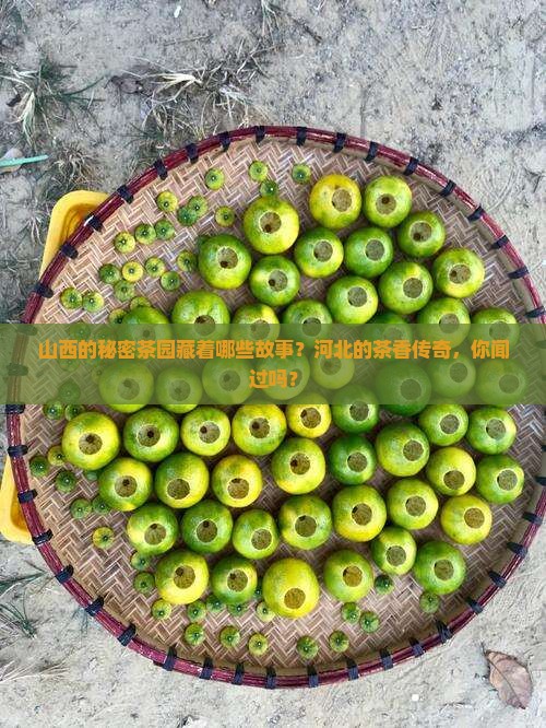 山西有茶树吗河北有哪些名茶