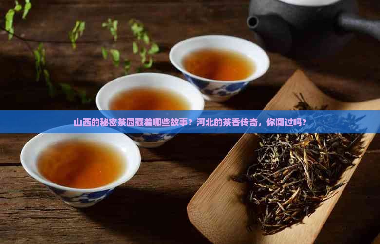山西有茶树吗河北有哪些名茶