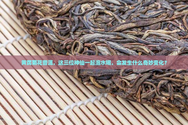 黄芪菊花普洱茶一起泡可以吗
