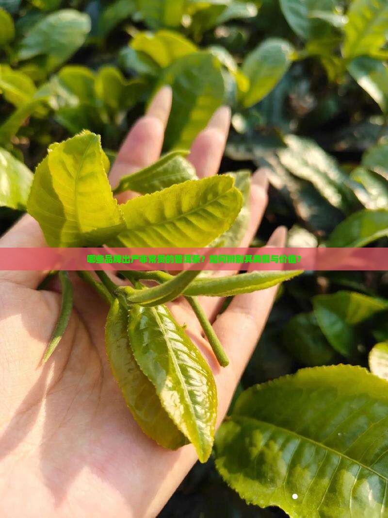 非常贵的普洱茶有哪些品牌