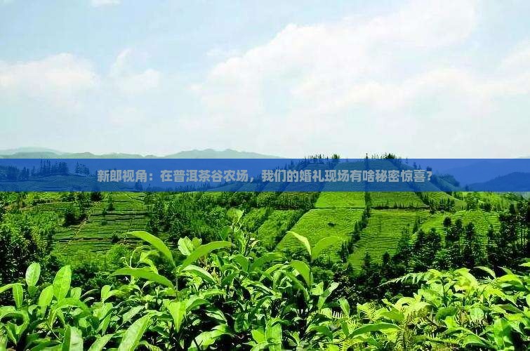 普洱茶谷农场婚礼现场
