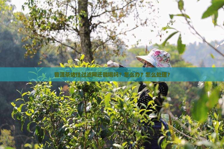 普洱茶堵住过滤网 普洱茶堵住过滤网